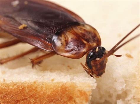 10 Pretty Gross Facts About American Cockroach Infestations