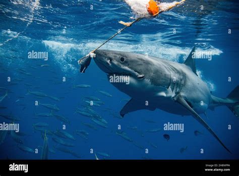 Brutus The Great White Chases After The Bait Guadalupe Island Mexico Meet One Of The Oceans