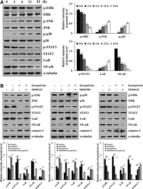 Kaempferide Induces Apoptosis Of A Cells Via The Mapk Stat Nf B