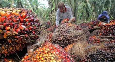 Segini Harga TBS Kelapa Sawit Di Riau Periode 21 27 Februari 2024