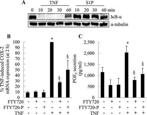 Tnf Induced Nf κb Dependent Cox 2 Mrna Expression And Pge 2 Secretion