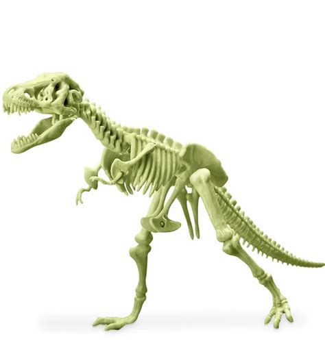 KidzLabs - Glowing T-Rex Skeleton – Amis & Moi Gifts & Fashion