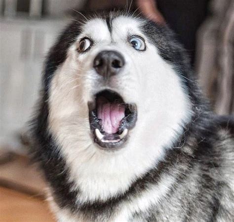 Funny Husky Face