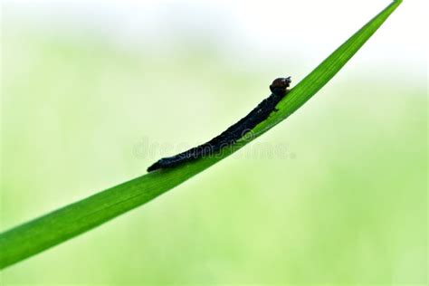 Black Thin Caterpillar Moth on a Branch. Stock Photo - Image of hair ...