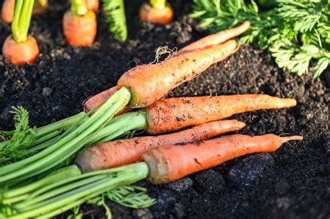 Carrot On Ground Fresh Carrots Growing In Carrot Field Vegetable