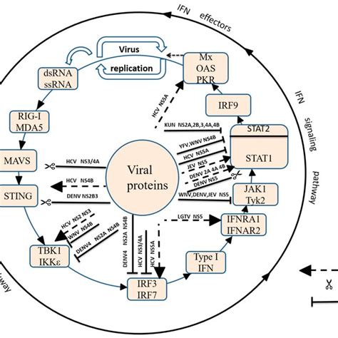 Suppression Of Type I IFN Production By Flaviviridae Viruses Toll Like