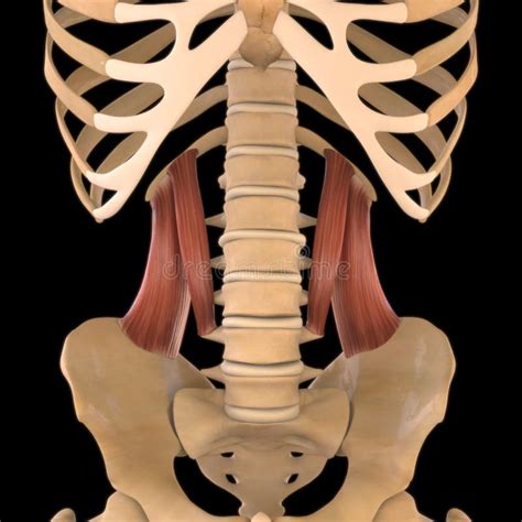 Quadratus Lumborum Anatomy