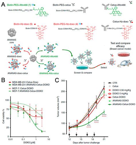 Cancers Free Full Text Active Targeting Strategies Using Biological