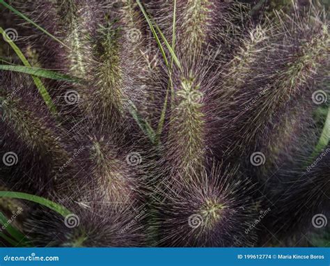 Fountain Grass Pennisetum Alopecuroides `black Beauty` Stock Photo