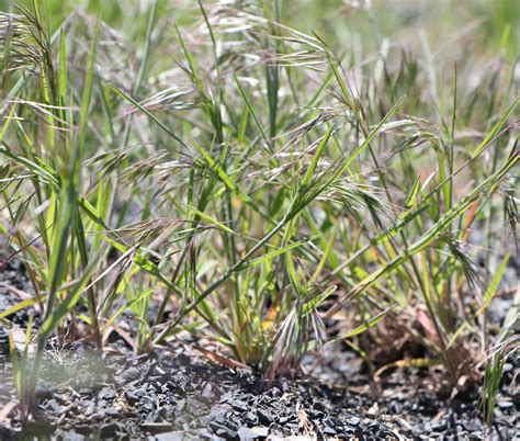 The California Wildfire Culprit No One’s Talking About Invasive Grasses