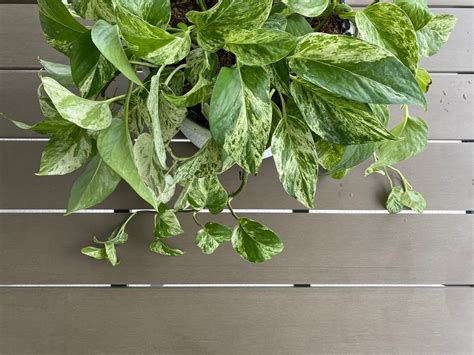 Marble Queen Pothos Care Everything You Need To Know Aroidwiki