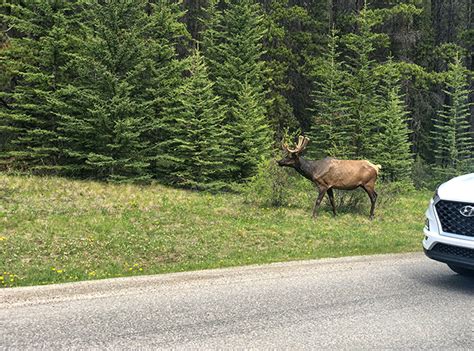 Where to View Wildlife in Lake Louise | Fashionisers©