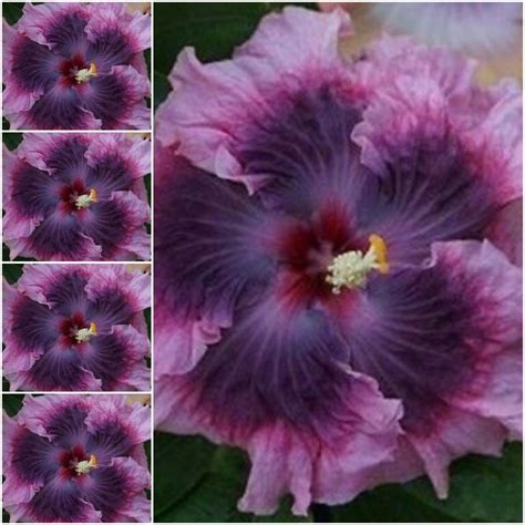 20 Purple Hibiscus Seeds Hibiscus Syriacus Seeds Dark Light | Etsy