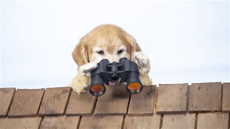 Como Perros Y Gatos La Patrulla Unida Cuevana3