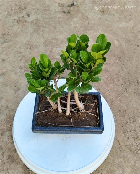 Ficus Long Iceland Bonsai