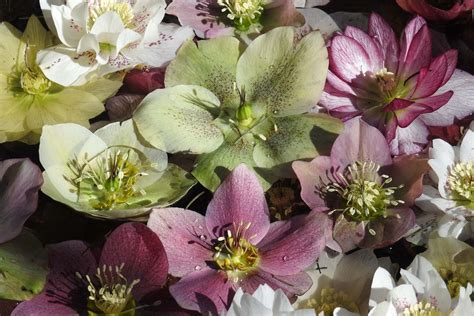 De Helleborus Kerstroos Verzorgen En Snoeien