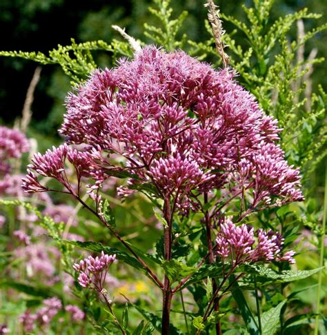 Sweet Joe Pye Weed Flower Seeds Fragrant Native Wildflower