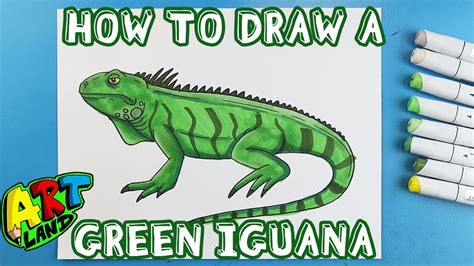 Iguana Drawings