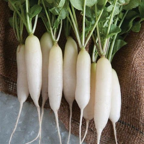 Excellent Yields 4 To 6 Long White Radishes They Are Crisp And Have