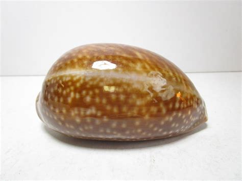 Vtg Cypraea Cypraeidae Cervus Cowrie Speckled Mollusk Shell Seashell