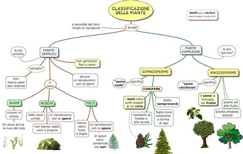 Mappe Per La Scuola Classificazione Delle Piante