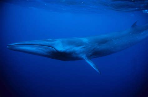 14 of the Most Endangered Whales, Porpoises, and Dolphins on Earth