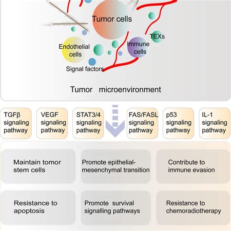 Composition Of The Tme And Its Effects On Tumour Development The Tme