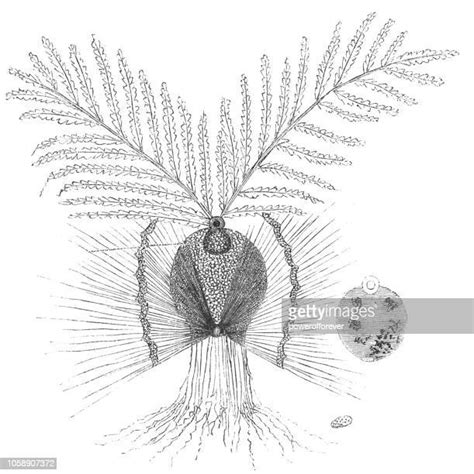 20 Germination Diagram Stock Photos, High-Res Pictures, and Images ...