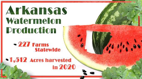 Watermelon Festival 2024 Arkansas - Ferne Jennine