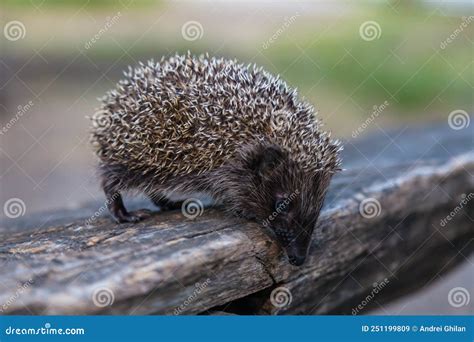 Wild, Native, European Hedgehog in Natural Woodland Habitat. Stock ...