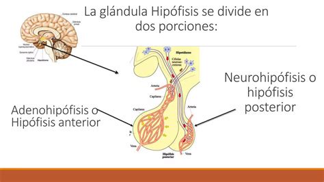 Eje Hipotalamo Hipofisis Ppt Descarga Gratuita