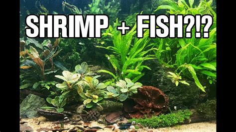 Tips For Keeping Shrimp And Fish Together My Experience Youtube