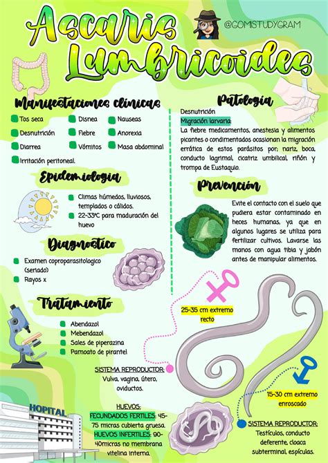 Infografía Ascaris Lumbricoides apunte de parasitología Tos seca