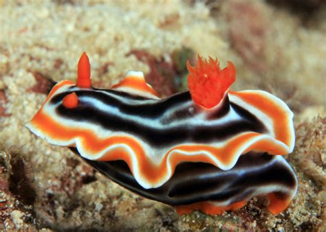 nudibranchs species
