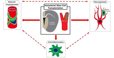 Bioengineering Free Full Text Stem Cell Therapy For Acutesubacute