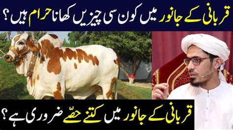 Qurbani K Janwar Me Kitne Hse Hote Ha Or Konsi Cheze Khana Haram Ha