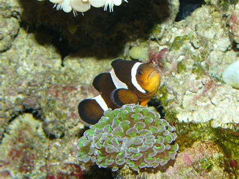 The Online Zoo - Orange Clownfish