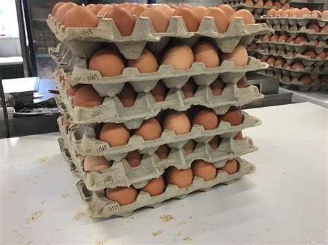 15 Dozen Case Of Eggs Creekside Farms