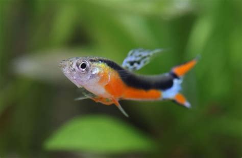 Endler Guppy santa maria Männchen Poecilia wingei Guppys Endler