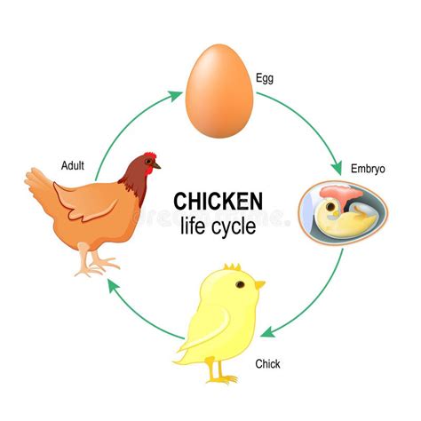 Ciclo De Vida Del Pollo