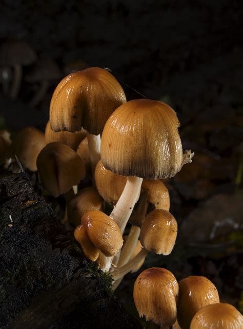 Fungus In Fairy Glen Near Parbold West Lancashire Rob Yelland Flickr