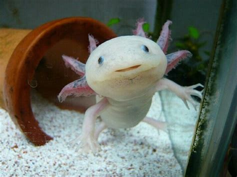 Mexican axolotl | Саламандра, Орангутанг, Морские существа