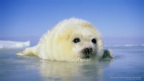 Harp Seal Pup Wallpaper