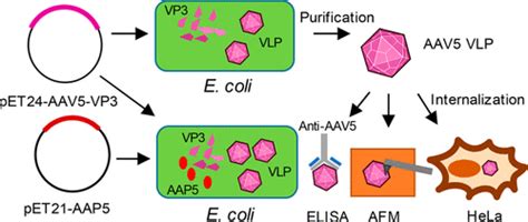 Synthesis And Concomitant Assembly Of Adeno Associated Virus Like