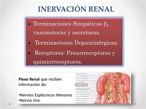 Sistema Renal y Farmacología Renal PPT Descarga Gratuita