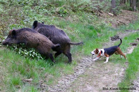 Jagdhundeausbildung Im Wildschweingatter Teil Deutscher Jagdblog De