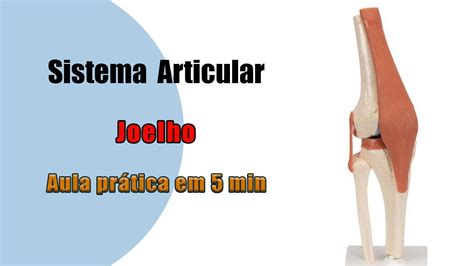 Articulação Do Joelho Aula Prática Anatomia Anatomia Humana Youtube