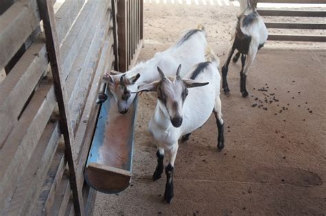 Cria O De Animais Manejo Sanit Rio De Caprinos E Ovinos