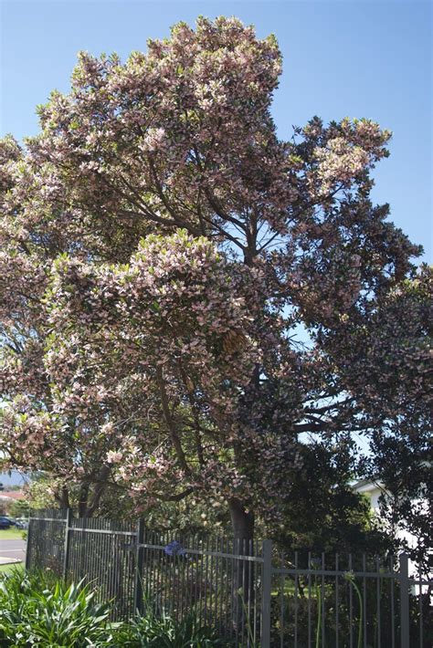 White Or Pink How Do You Like Your Blueberry Ash Mallee Design