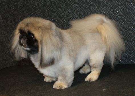 Pekingese - Puppies, Rescue, Pictures, Information, Temperament, Characteristics | Animals Breeds